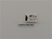 藏品(高砂黑花天牛)的圖片